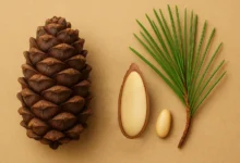 چلغوز-چیست؟