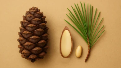 چلغوز-چیست؟