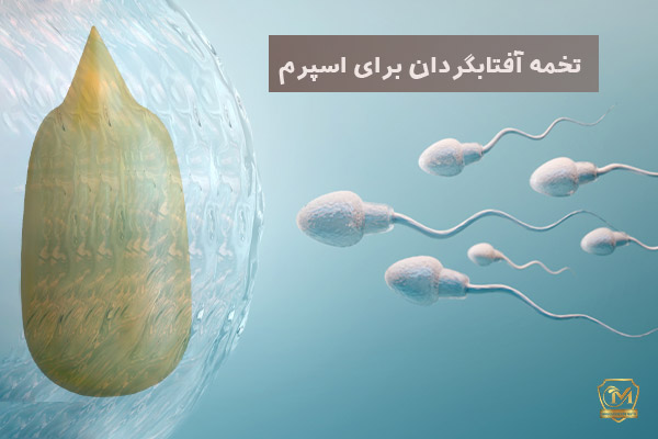 تخمه آفتابگردان برای اسپرم