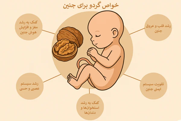 اینفوگرافیک خواص گردو برای جنین.