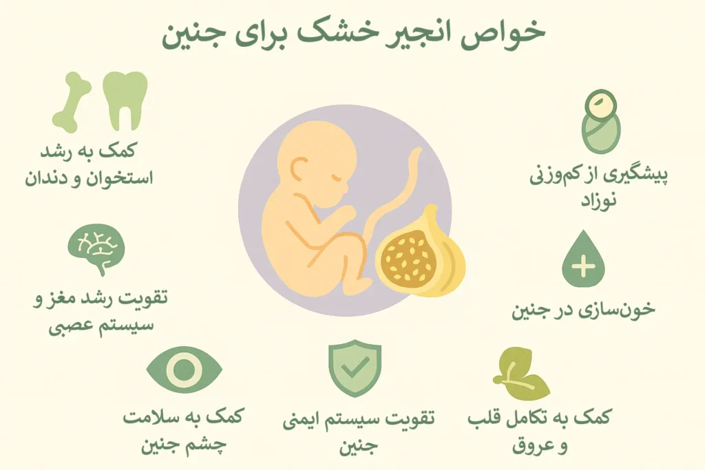 اینفوگرافیک خواص انجیر خشک برای جنین