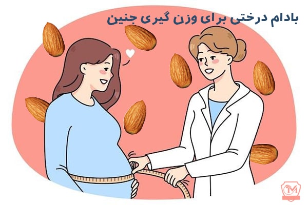 بادام درختی برای وزن گیری جنین