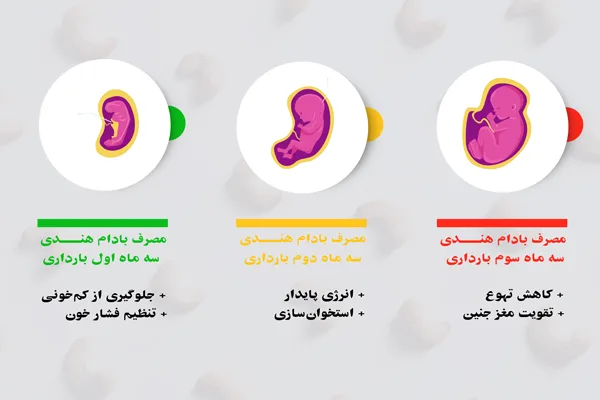 بادام هندی برای بارداری