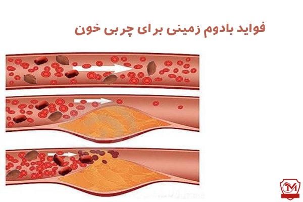 فواید بادام زمینی برای چربی خون