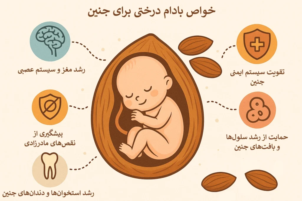 اینفوگرافیک خواص بادام برای جنین