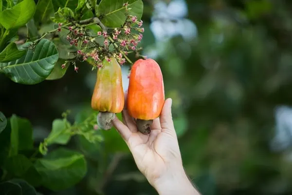 میوه بادام هندی بر روی درخت.