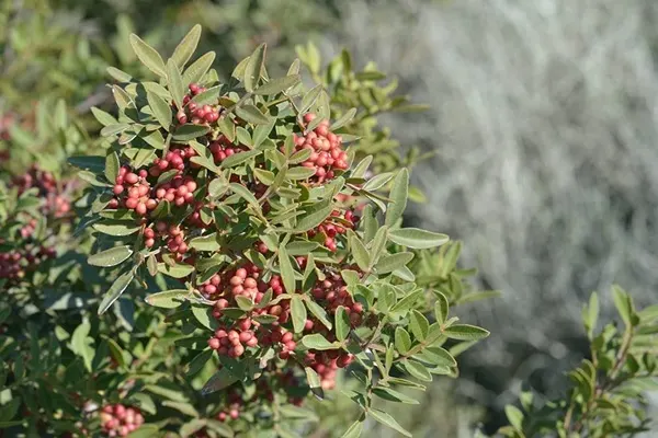پسته کوهی بر روی شاخه درخت.