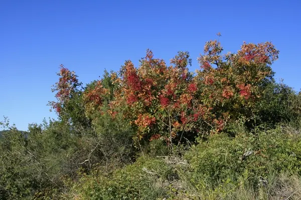 نمایی از درخت پسته کوهی.