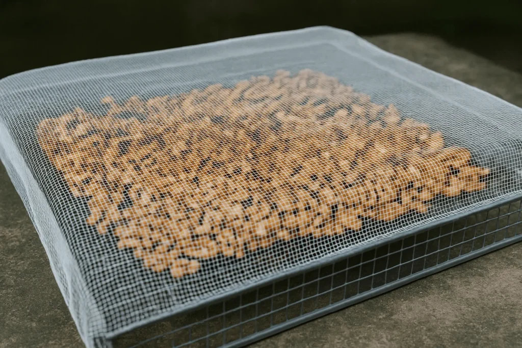 خشک کردن گردو بدون پوست در سایه