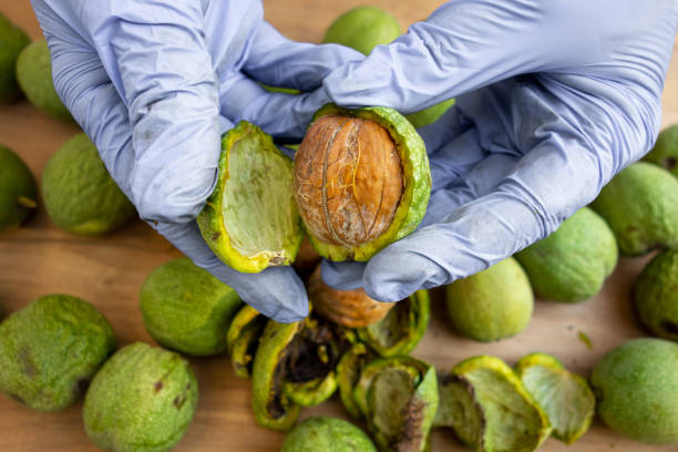 کندن پوست گردو با دستکش