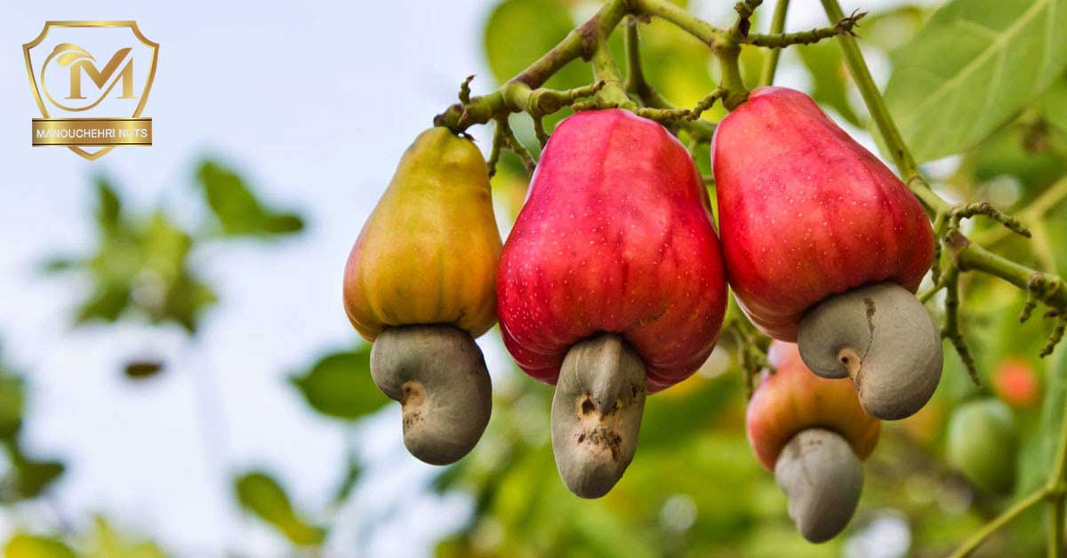 میوه ی بادام هندی