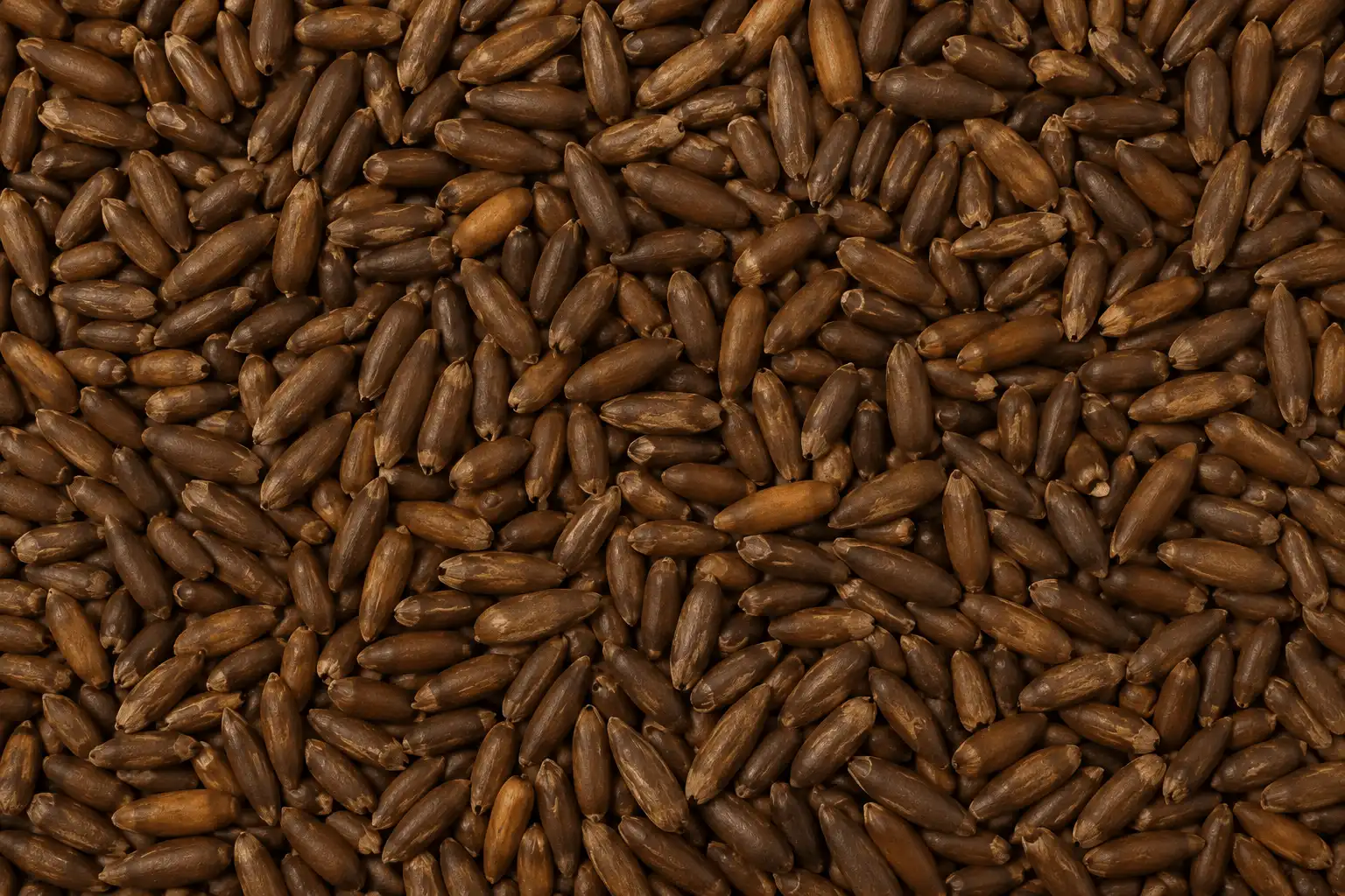 خرید انواع چلغوز