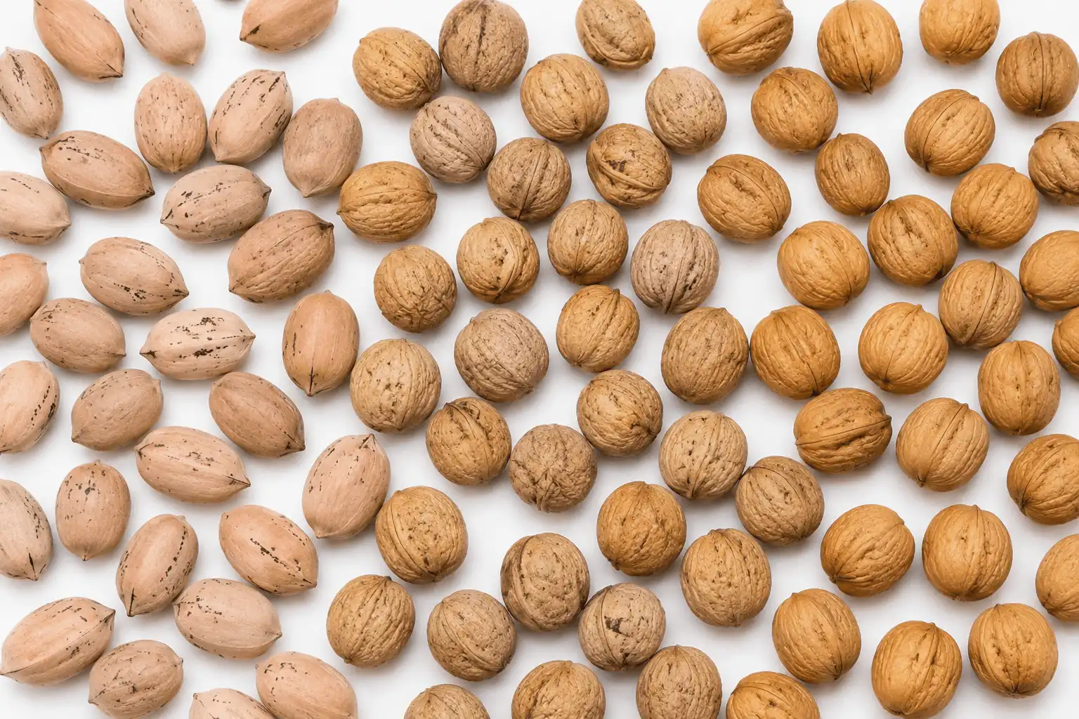 خرید انواع گردو با پوست
