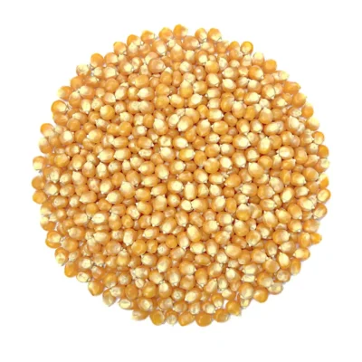 corn-kernels (2)